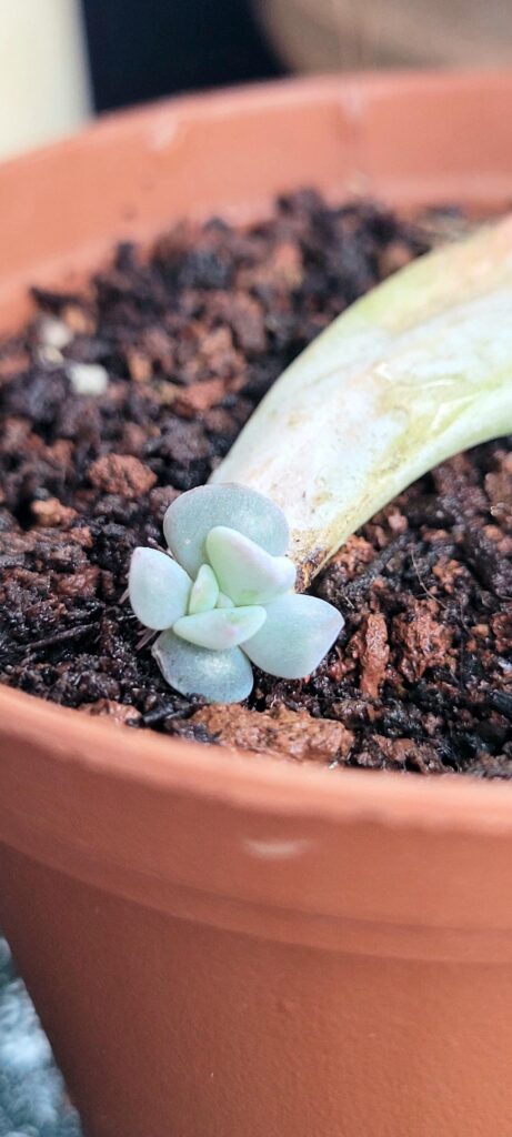 Teeny Tiny Topsy Turvy