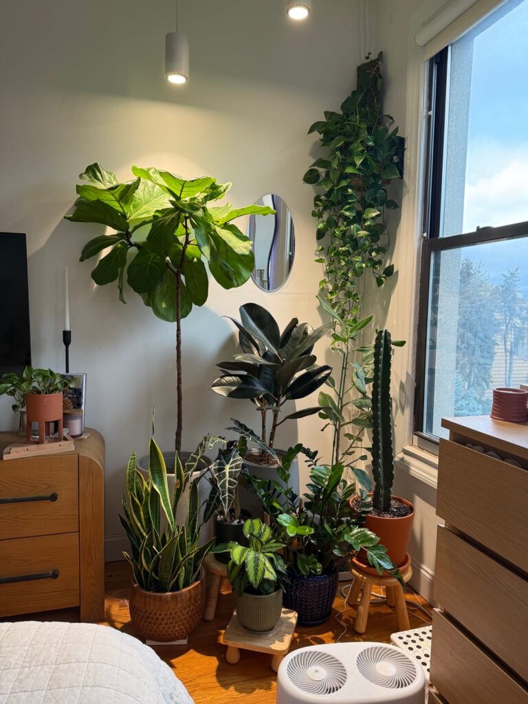 Plant corner in our apartment is coming together nicely