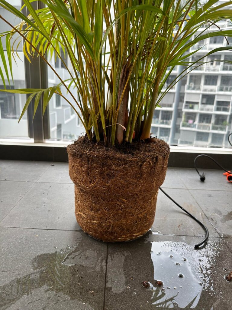 3 years without a repot…. 3 years without a repot….