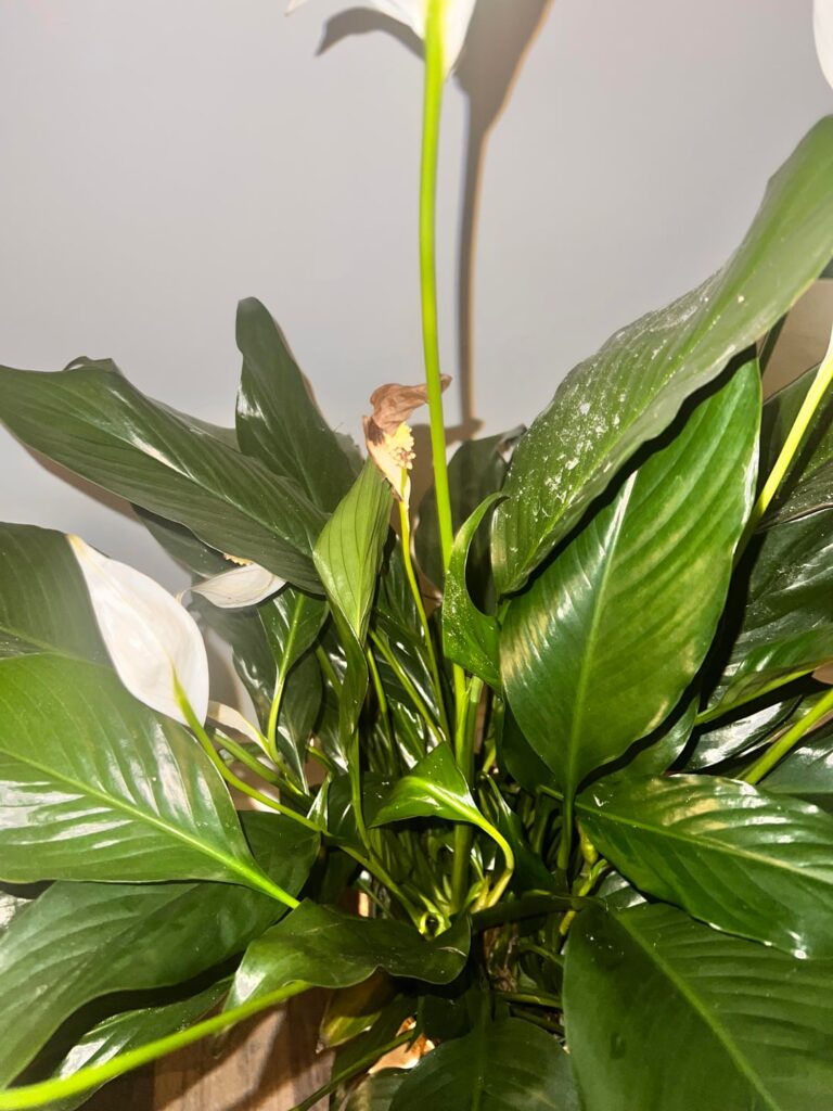 Peace Lilly Browning