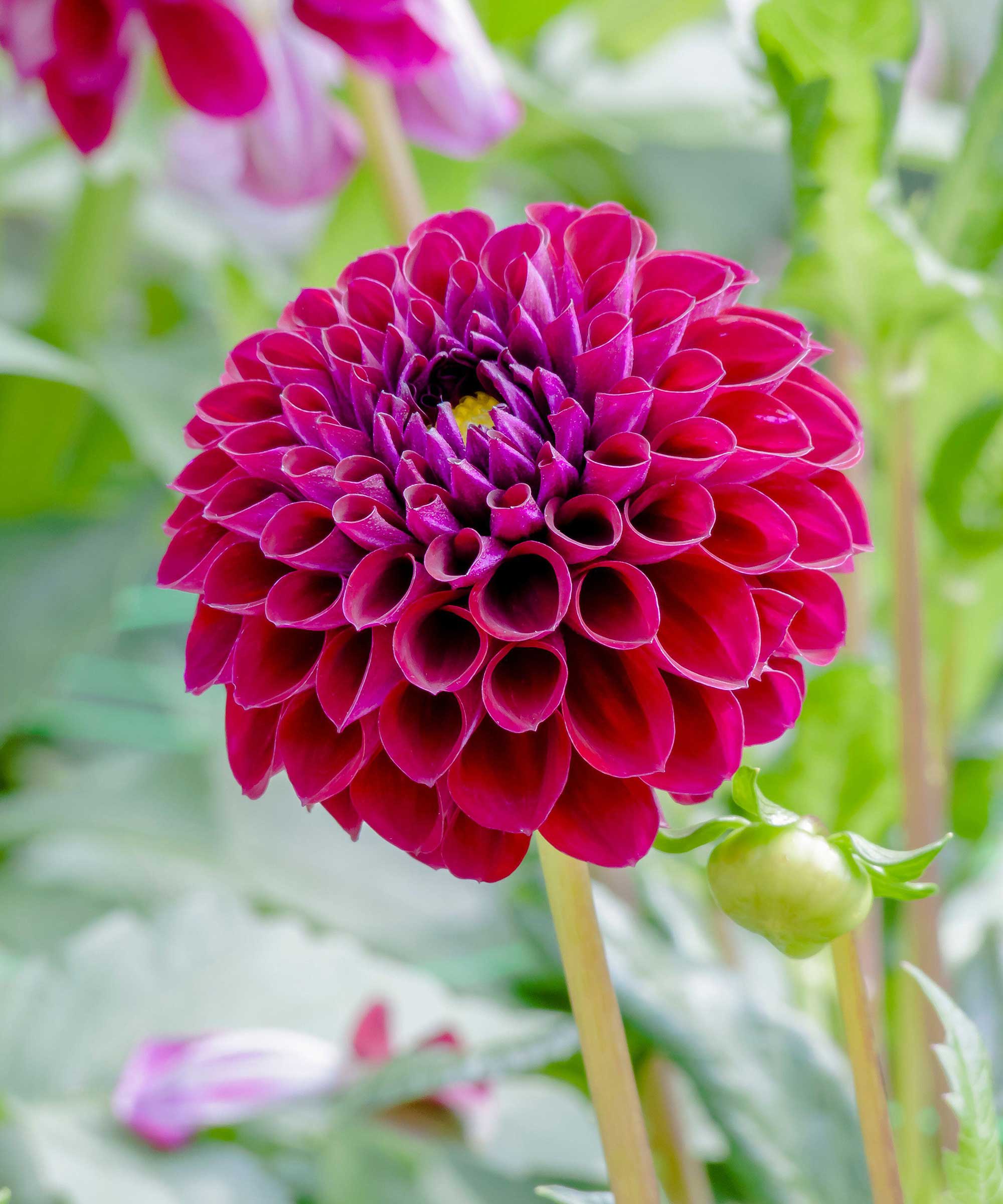 Dahlia 'Ivanetti' flower close-up
