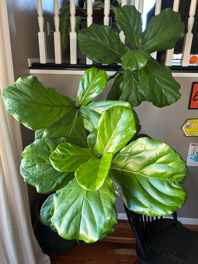 Advice? Losing leaves and leaning