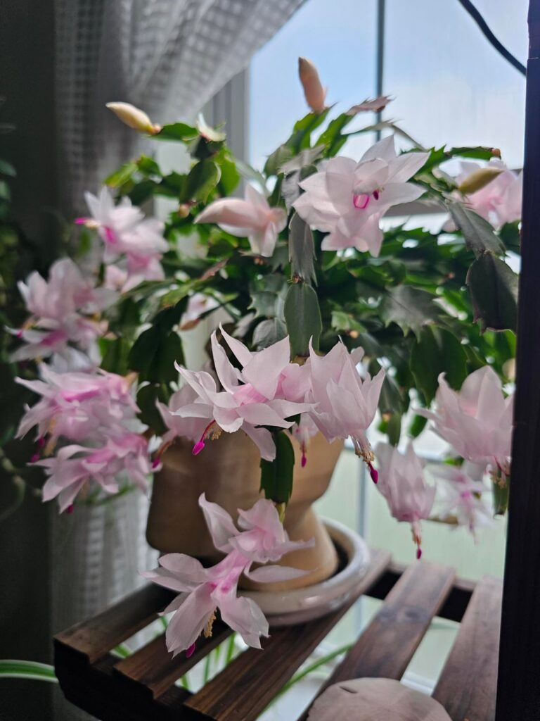 My favorite plant at my favorite time of year ❤️