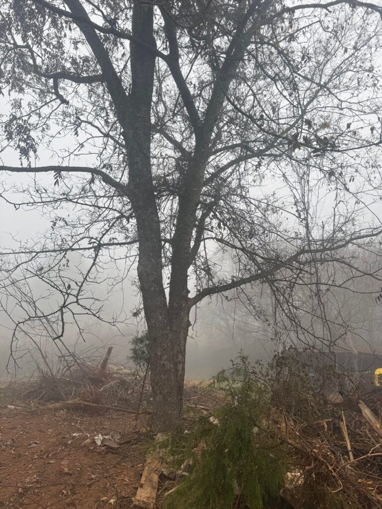 How should I cut this tree?