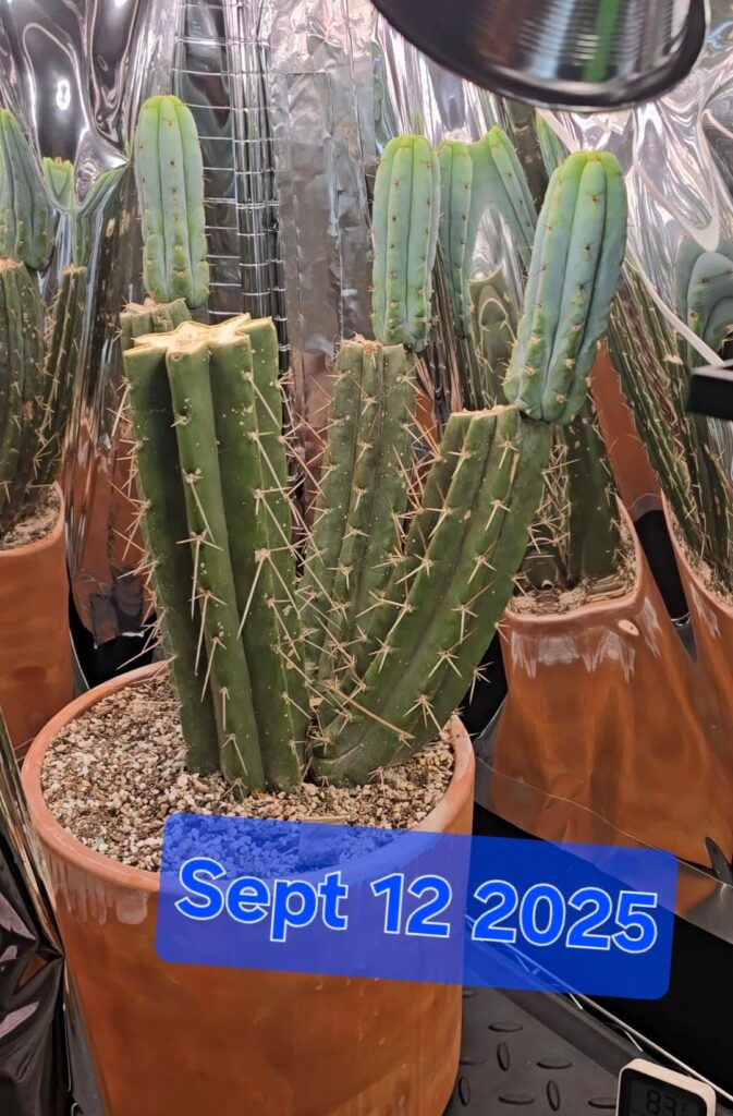 Its crazy what a cactus can do in 2.5 months time
