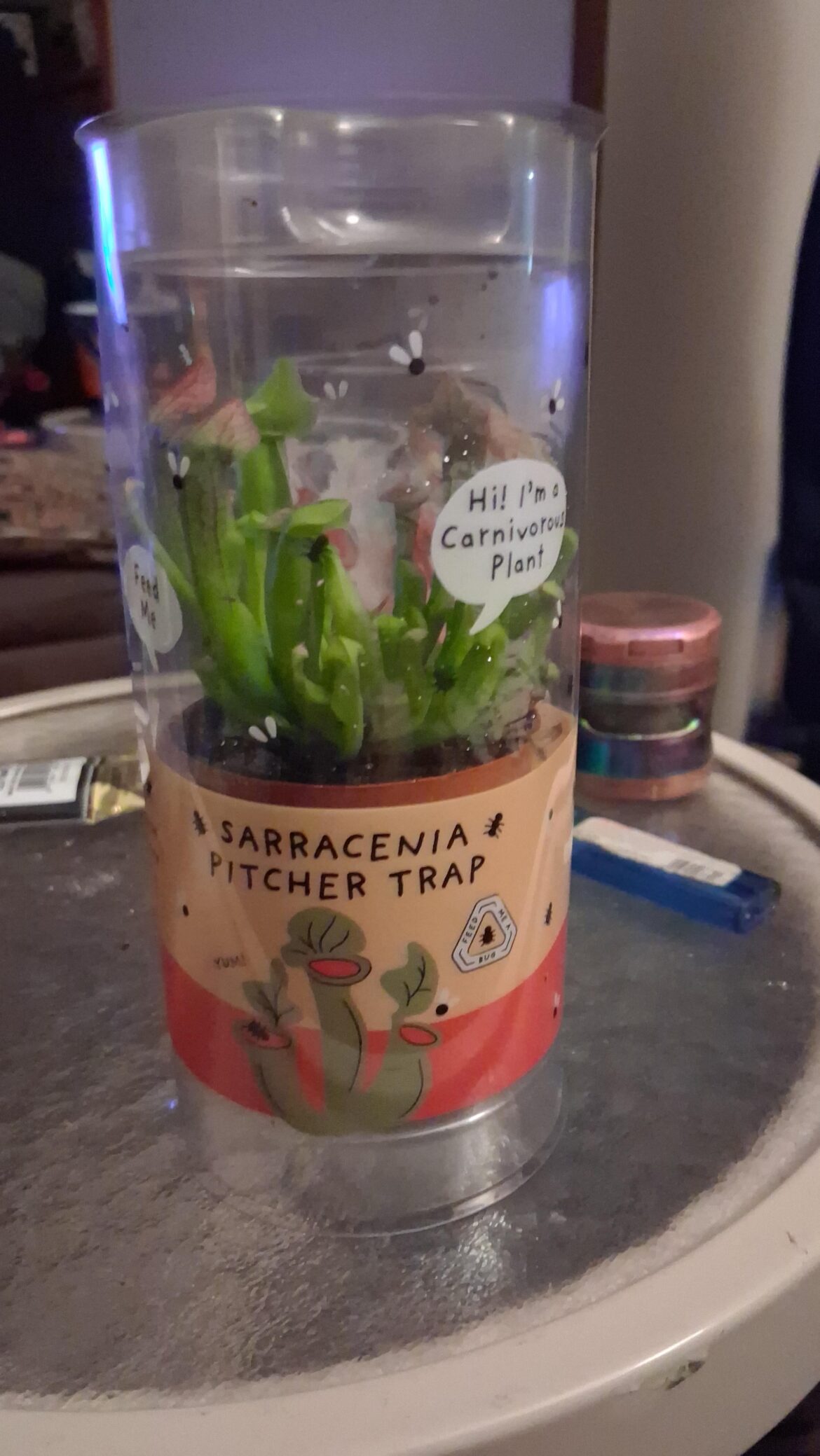 Sis just bought a pitcher plant, what do I do first