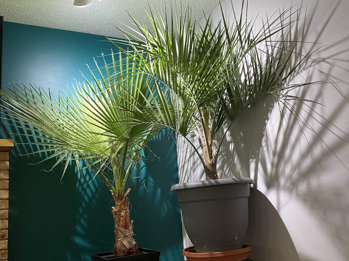 Indoor palms 🥶🇨🇦