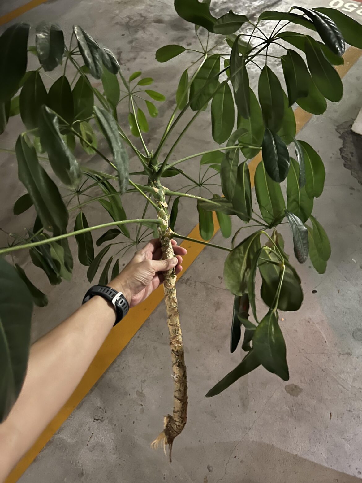 Will this umbrella tree propagate?