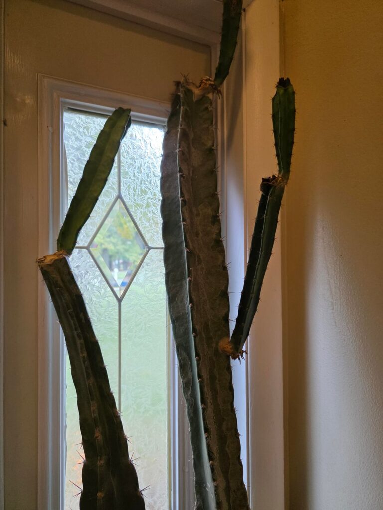 30 year old cactus in my house