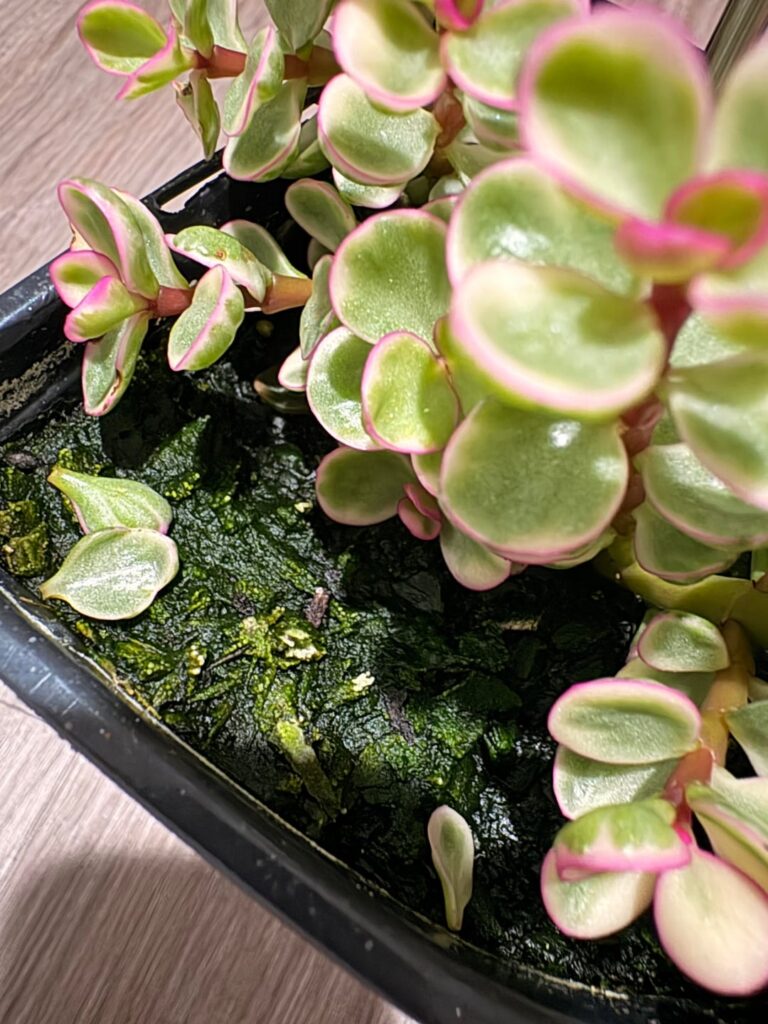 What is this Rainbow Bush Potted in?