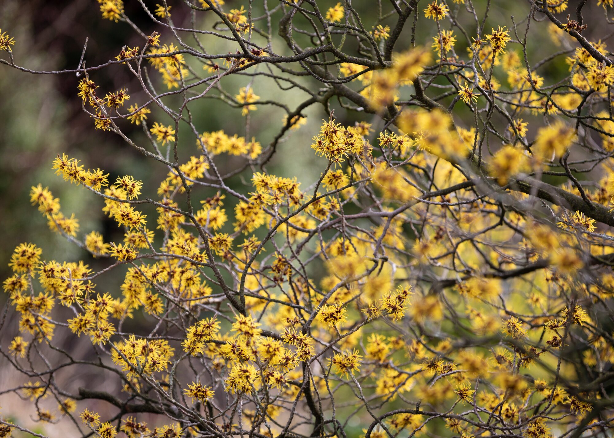 Hamamelis mollis. RHS Garden Harlow Carr in winter.