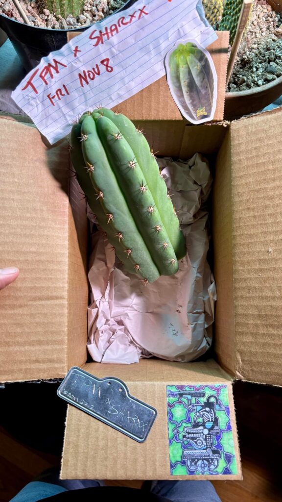 The cactus life chose me. 🌵