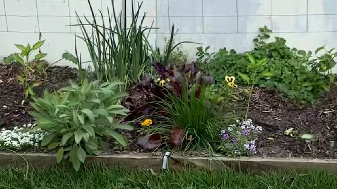An Australian gardener got a welcome surprise while checking on her newly planted spring garden, finding a blue-tongued skink hanging out among the plants.