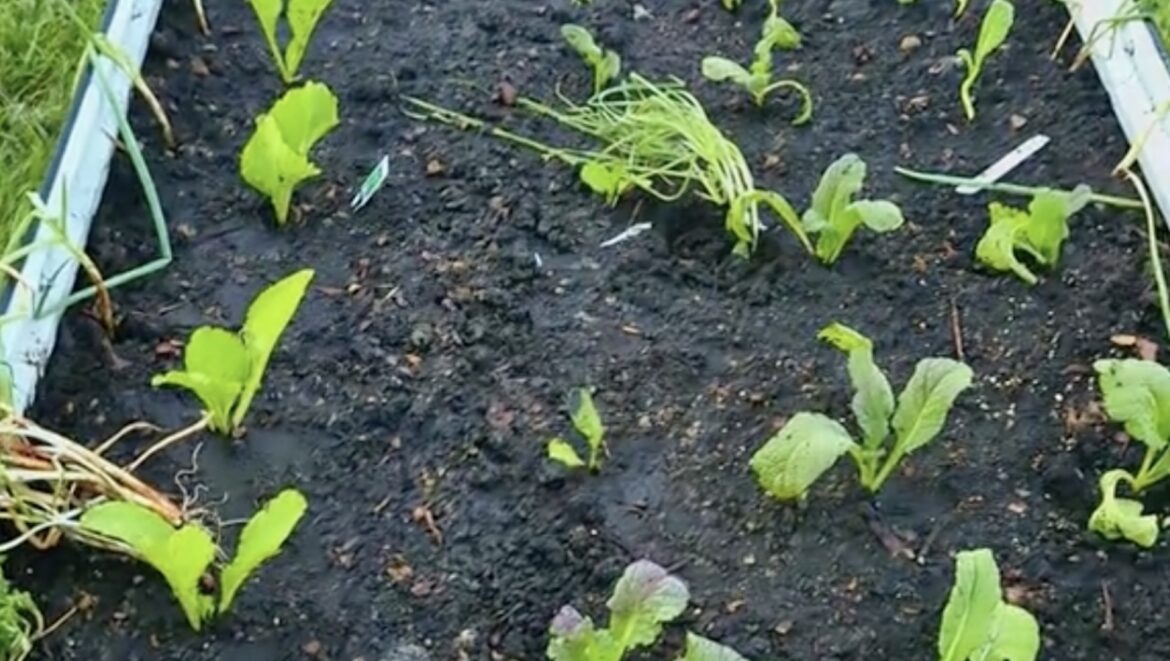 One gardener shared how she uses companion planting to keep pests away from her mustard greens.