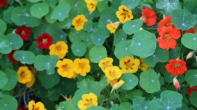 Red and yellow nasturtium flowers in a garden