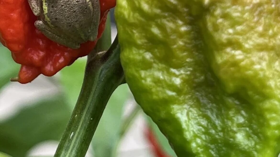 Gardener surprised after taking closer look at ‘weird blob’ on plant: ‘Well camouflaged’ One Redditor was astonished when they realized a tree frog was hiding on a ghost pepper they were harvesting.