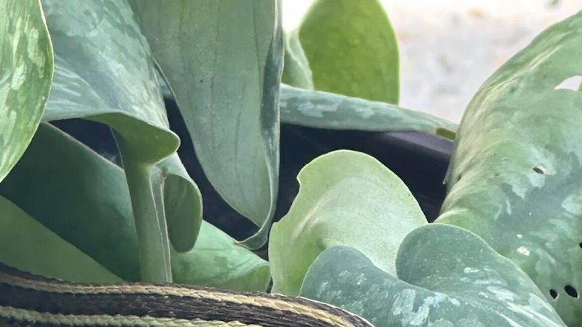 One gardener got a reminder from a baby snake that sometimes the best part of yard work isn't the flowers but the unexpected visitors who show up to enjoy them.