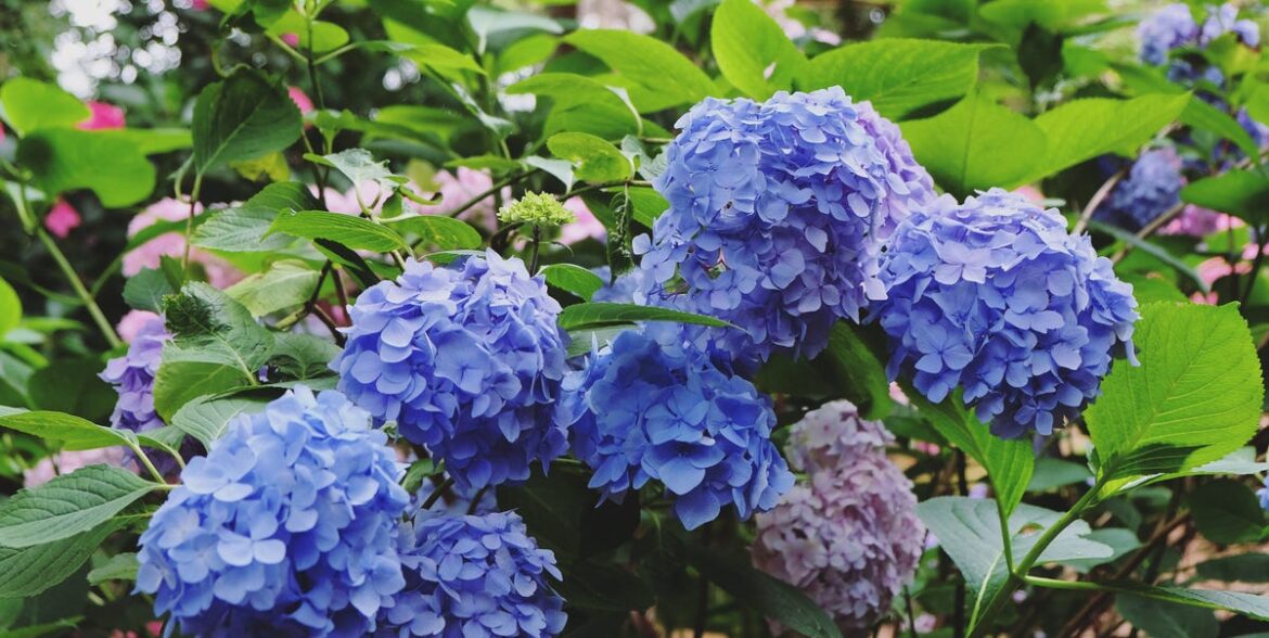 King Charles’ Former Gardener Swears By This Everyday Item For Bluer Hydrangeas King Charles’ Former Gardener Swears By This Everyday Item For Bluer Hydrangeas