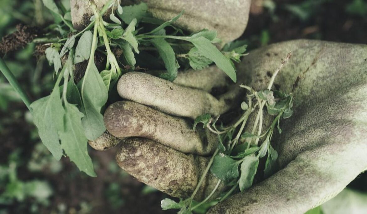 Local gardening club encourages new Longford members and announces guest speaker