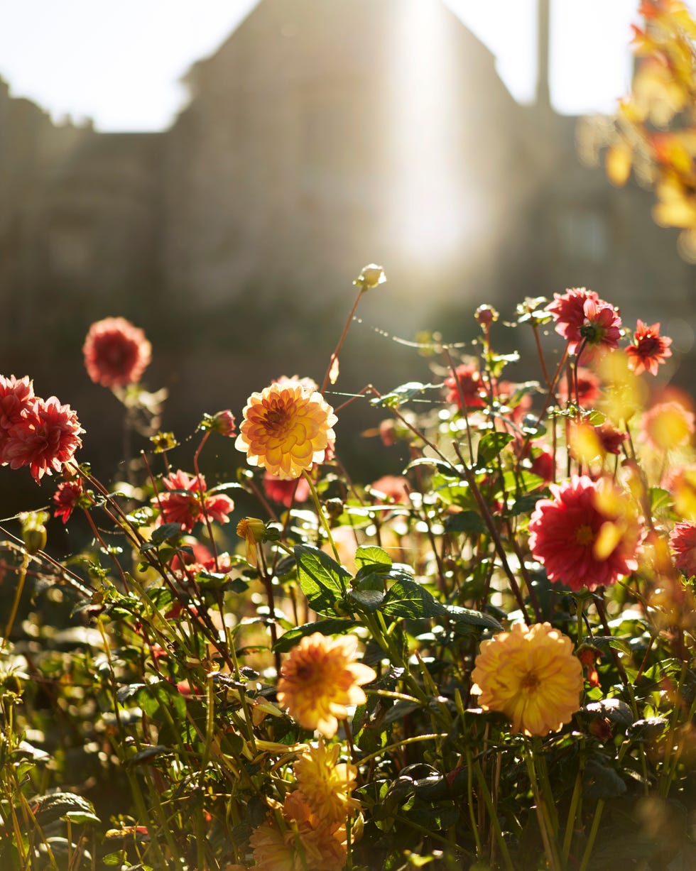 Dahlias in the autumn sun dahlias in the autumn sun
