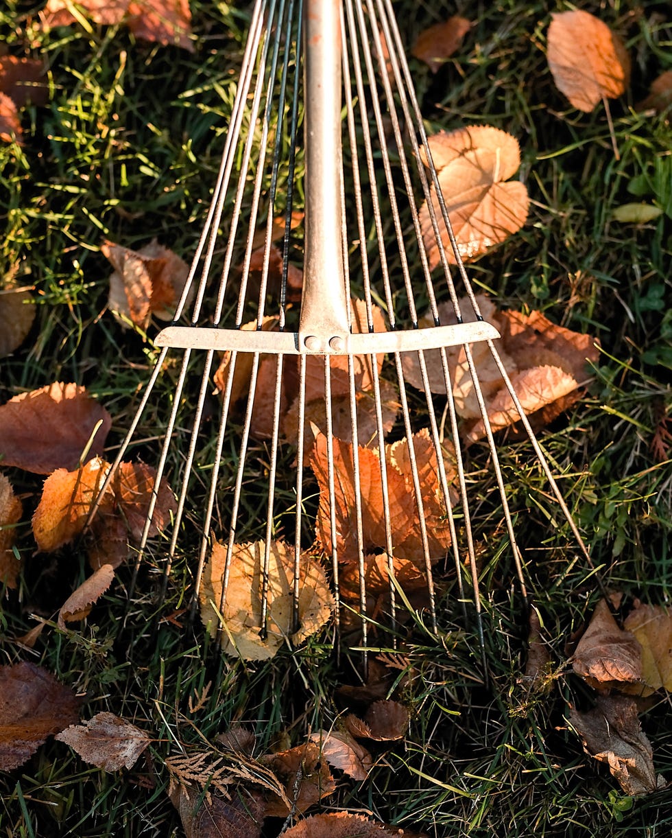 raking fallen leaves in the garden , detail of rake in autumn season. raking fallen leaves in the garden , detail of rake in autumn season.