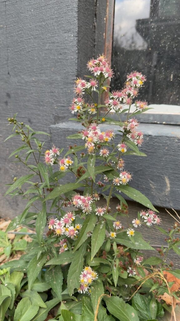 Weed or mythical flower?