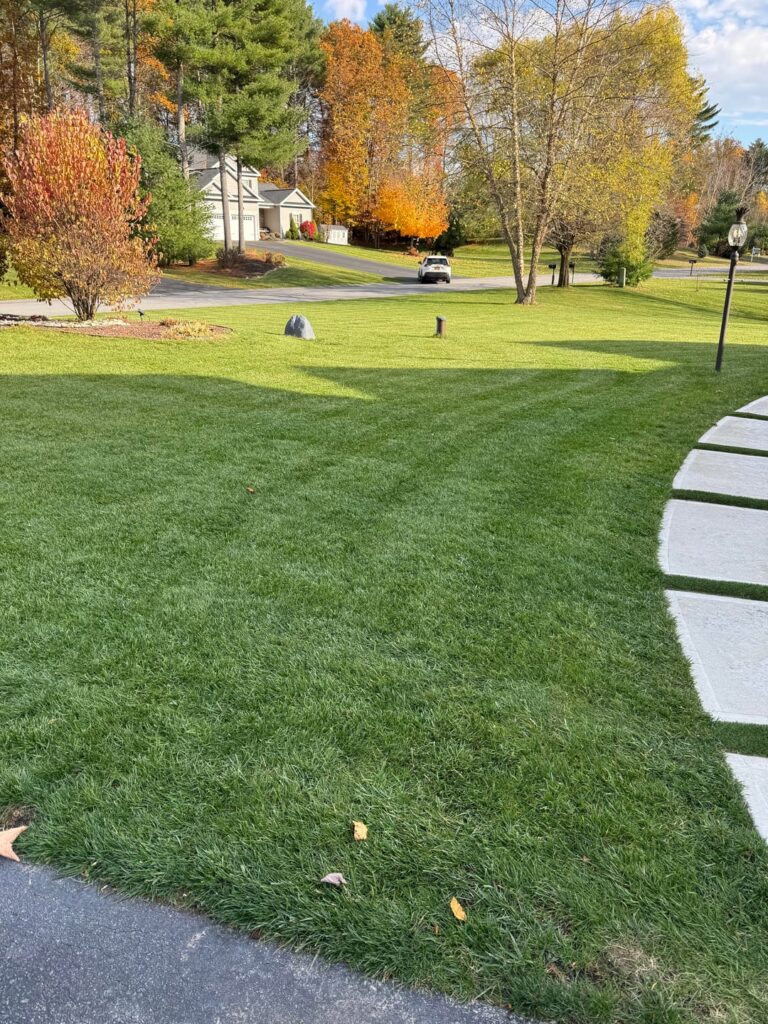 Fall renovation — Ammonium Sulfate, Tenacity, and Twin City Seed combo. How’s it looking so far? Fall renovation — Ammonium Sulfate, Tenacity, and Twin City Seed combo. How’s it looking so far?