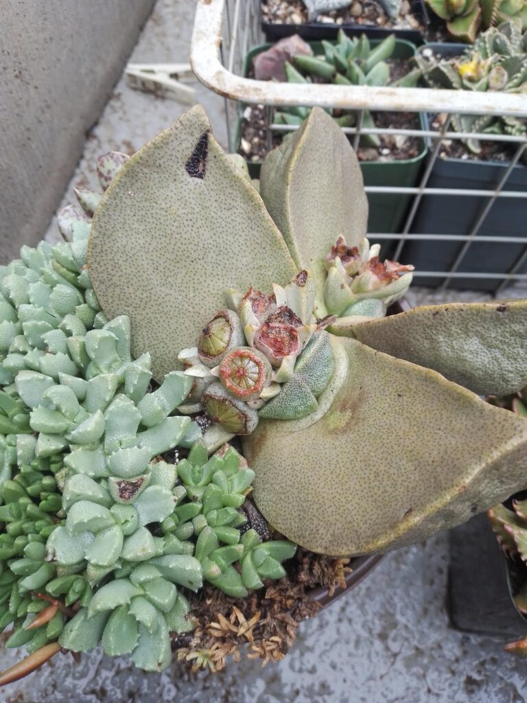 Pleiospilos bolussi is self-fertile. ???