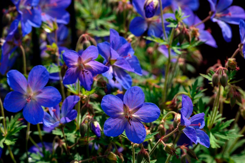 a species of geranium flowers outside in a garden enviroment. (photo by: universal education/universal images group via getty images)