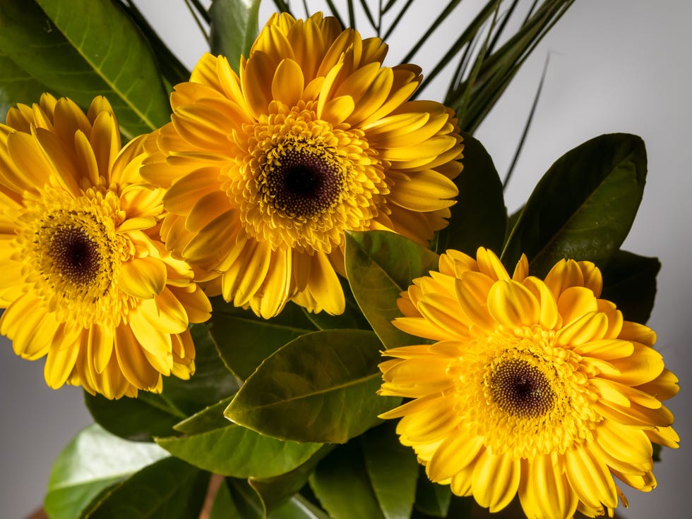 bright yellow gerbera daisies in green vase on wooden table