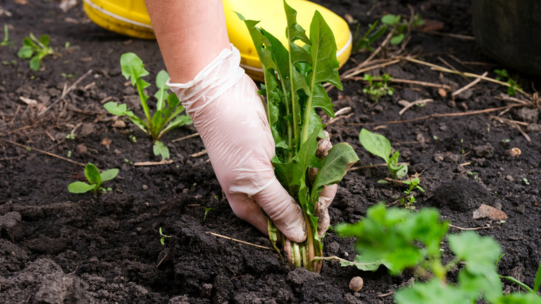 hand pulling weed
