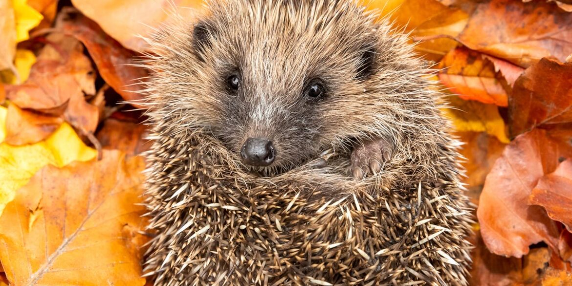 The hedgehogs need your help! One simple trick to make your garden a happy hedgehog habitat The hedgehogs need your help! One simple trick to make your garden a happy hedgehog habitat