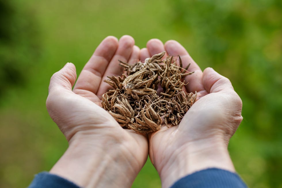 Woman holding dry and dormant ranunculus flower claw like corms in her hand Persian buttercup,Slovakia woman holding dry and dormant ranunculus flower claw like corms in her hand. ranunculus asiaticus or persian buttercup.