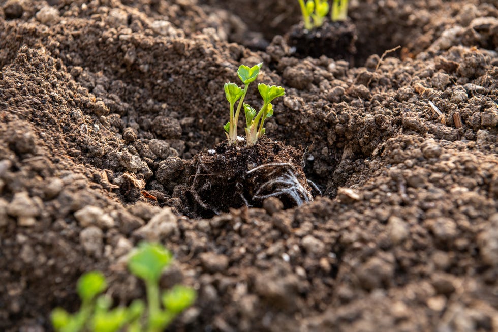 Planting ranunculus flowers. Flower bed with presprouted Ranunculus corms or Persian buttercup seedlings. planting ranunculus flowers. flower bed with presprouted ranunculus corms or persian buttercup seedlings.