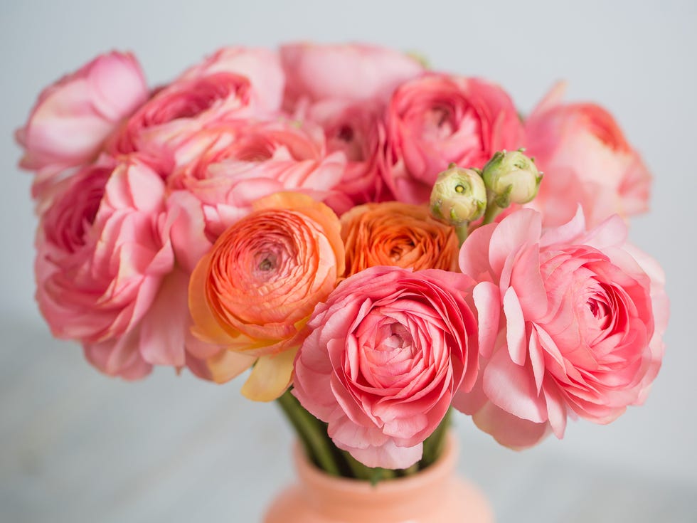 bunch of pale pink ranunculus persian buttercup light background, wooden bunch of pale pink ranunculus persian buttercup light background, wooden surface. glass vase. spring, summer