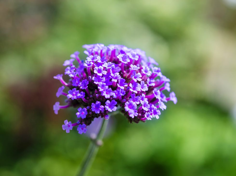 a plant with delicate purple flowers