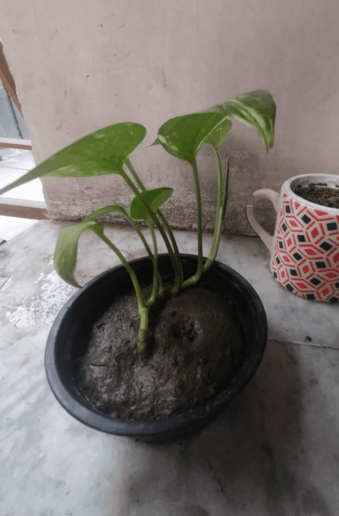 My propagated pothos from single leaf cutting💚