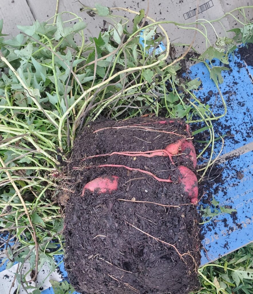 Harvested the experimental sweet potato. From growing eyes in my pantry to 10 lbs of sweet potato for Thanksgiving. From a grow bag
