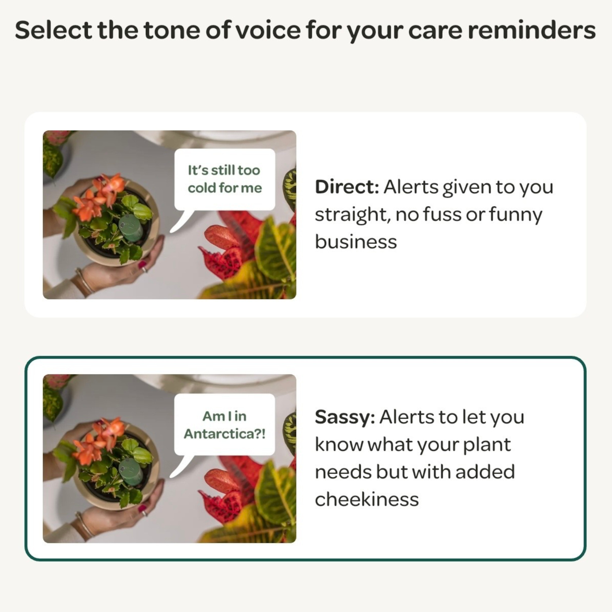 willow app tone of voice options