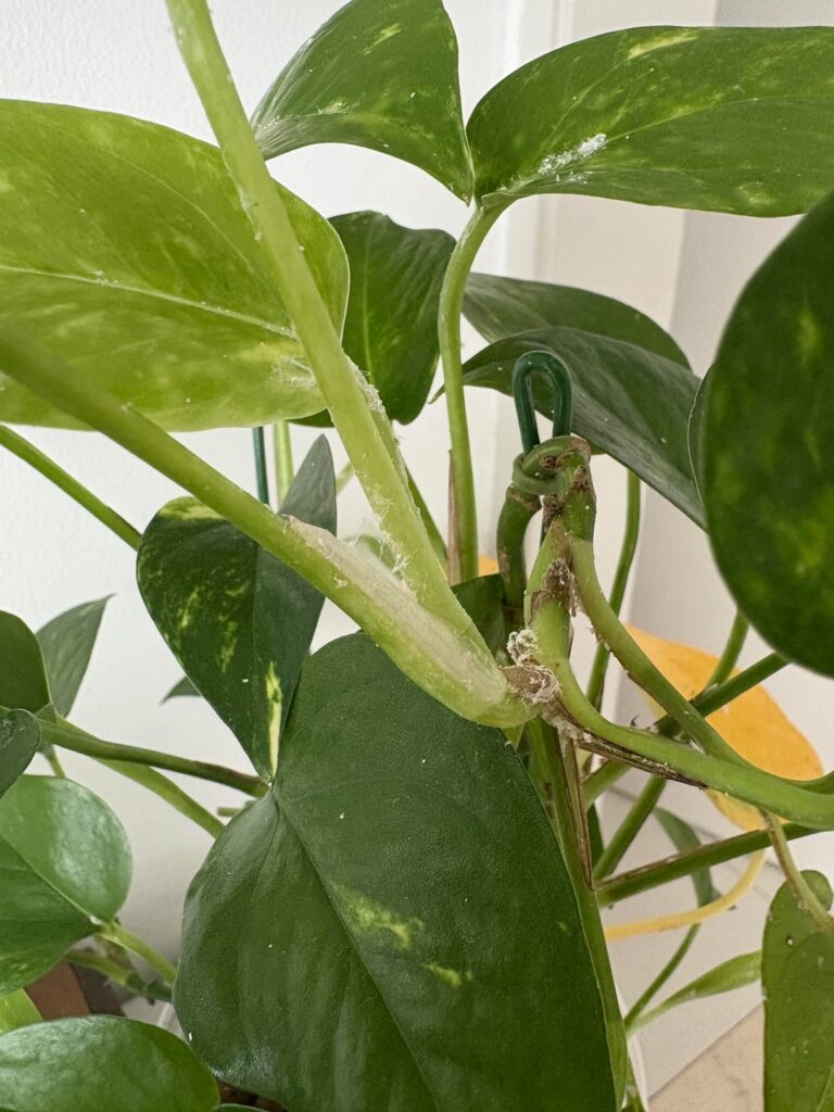 White matter on my plants