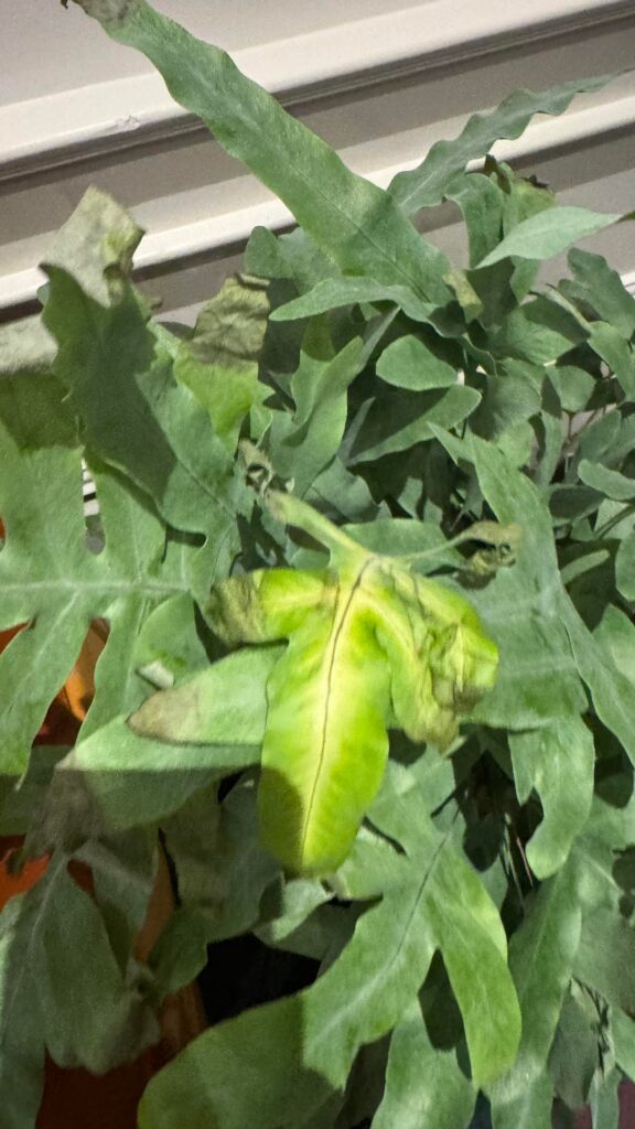 Help with this Phlebodium Aureum Bluestar Help with this Phlebodium Aureum Bluestar