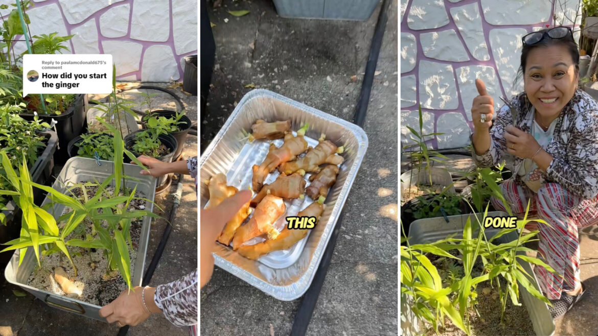 Expert gardener shares simple hack to grow seemingly endless supply of popular ingredient: ‘I’m definitely doing this’ One clever individual shared a smart method for propagating ginger at home, saving you money and ensuring you never run out.