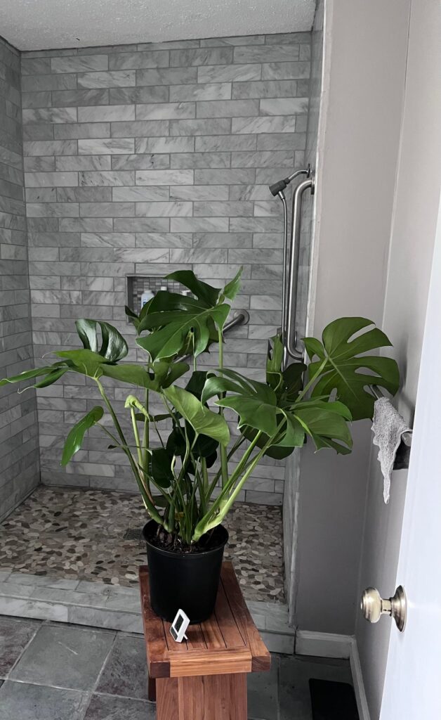 New to this madness: how much to water this thing and not kill it?