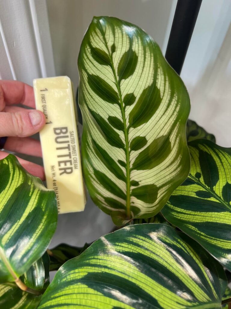 This huge new leaf (stick of butter for scale)🤩