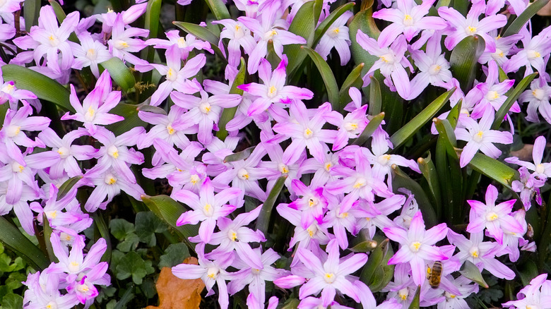 'Pink Giant' Glory of the Snow