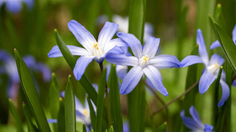 The light blue flowers of glory-of-the-snow in bloom