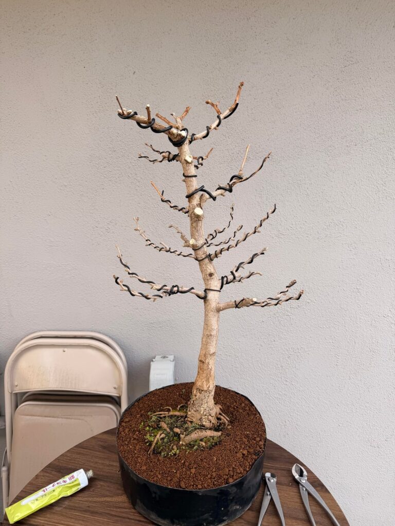 Ginkgo first styling.