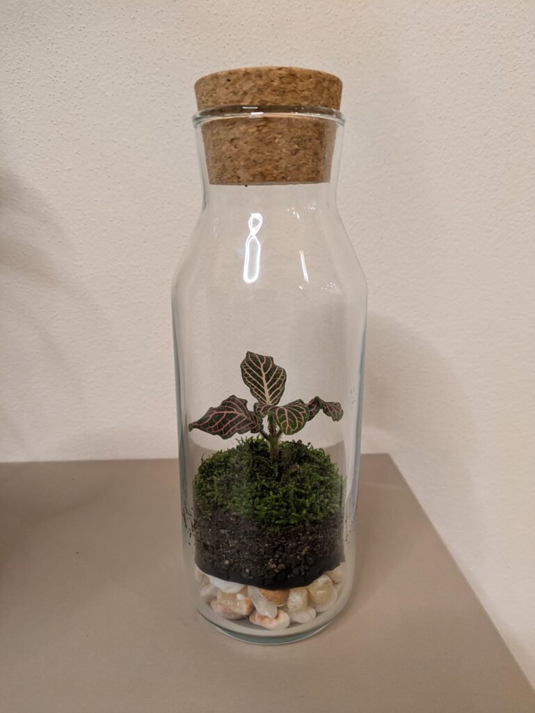 Mini Fittonia bottle Mini Fittonia bottle