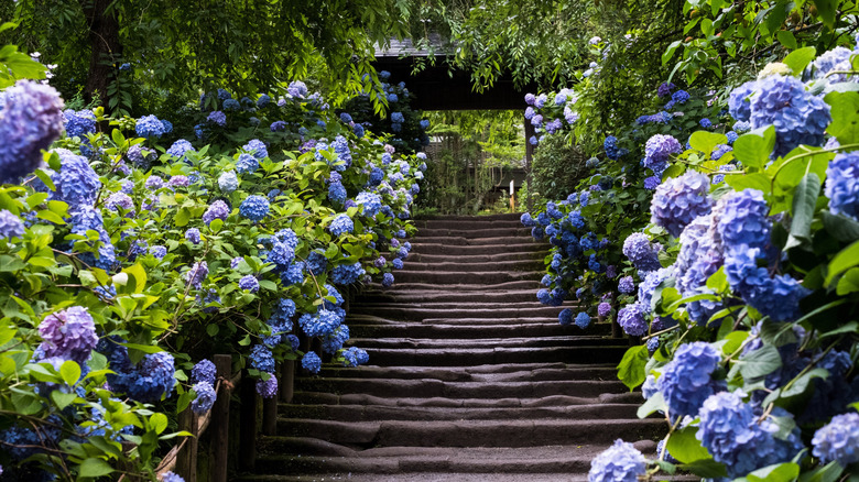 Blue hydrangeas growing on either side of rough stairs.