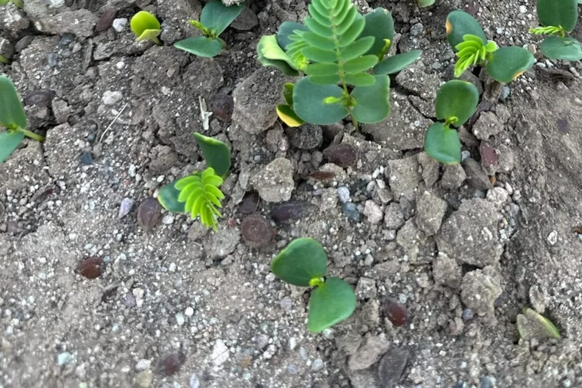 An Arizona Redditor encountered a troublesome plant recently and issued a warning to the community about goatheads.